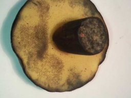 Waldpilze essbar &raquo; Waldpilze Essbar &raquo; schwblroehrling